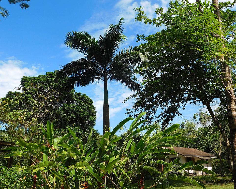 Green Corner Cahuita Kültér fotó